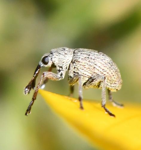 Réf. 276 348 : Exapion sp.
